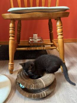 ASTRO - Bonded with Star -  Domestic Short Hair Cat for Adoption in Fremont, California - ASTRO - Bonded With Star | PetCurious