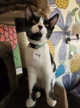 Tiny -  Domestic Short Hair Cat for Adoption in Tucson, Arizona - Tiny | PetCurious