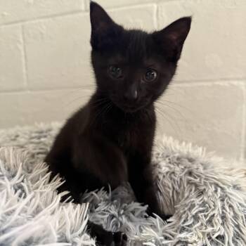 Rescue Domestic Short Hair Cats for Adoption in Nashville, Tennessee - Coco | PetCurious