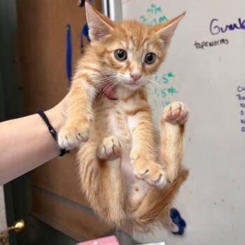 Cory -  Domestic Short Hair Cat for Adoption in West Point, Mississippi - Cory | PetCurious