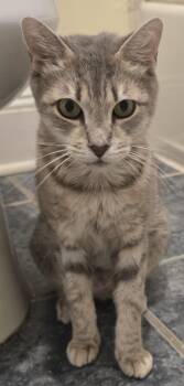 Starr -  Domestic Short Hair Cat for Adoption in Franklin Township, New Jersey - Starr | PetCurious