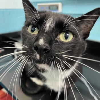 Jack -  Domestic Short Hair Cat for Adoption in Philadelphia, Pennsylvania - Jack | PetCurious