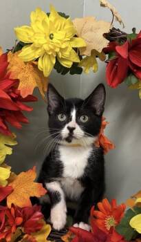Bubbles -  Domestic Short Hair Cat for Adoption in Picayune, Mississippi - Bubbles | PetCurious