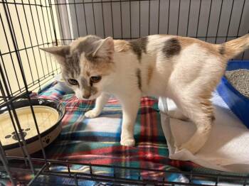 Domestic Short Hair Cats Available for Adoption in Winchester, Indiana - Lovey | PetCurious