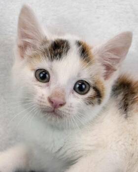 Ginger -  Domestic Short Hair and Calico Cat for Adoption in Kennesaw, Georgia - Ginger | PetCurious