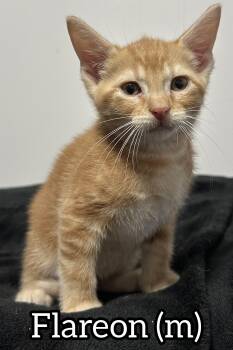 Rescue Domestic Short Hair Cats for Adoption in Chilliwack, British Columbia - Pre-Adoption: Flareon | PetCurious