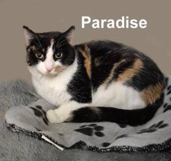 Paradise Dri. (sweet calico) -  Domestic Short Hair and Calico Cat for Adoption in Stowe, Pennsylvania - Paradise Dri. (sweet Calico) | PetCurious