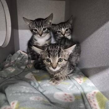 Tabitha -  Domestic Short Hair Cat for Adoption in Sacramento, California - Tabitha | PetCurious