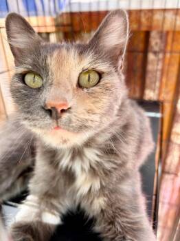 Rescue Domestic Medium Hair Cats for Adoption in Durango, Colorado - Quinn | PetCurious