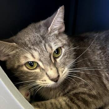 Monique -  Domestic Short Hair Cat for Adoption in West Palm Beach, Florida - Monique | PetCurious