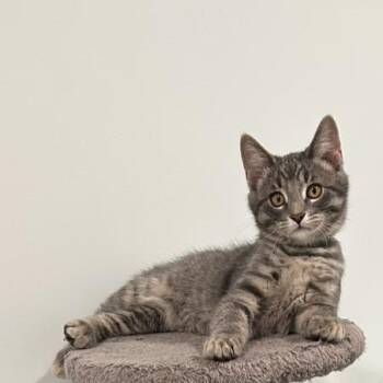 Yuki (FA/FF) -  Domestic Short Hair Cat for Adoption in Sainte-angèle-de-monnoir, Quebec - Yuki (FA/FF) | PetCurious