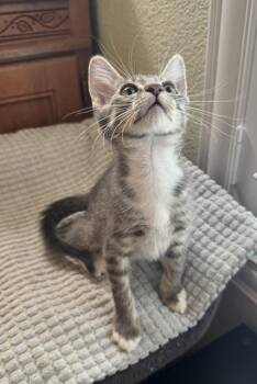 Jeff -  Domestic Short Hair Cat for Adoption in Las Vegas, Nevada - Jeff | PetCurious