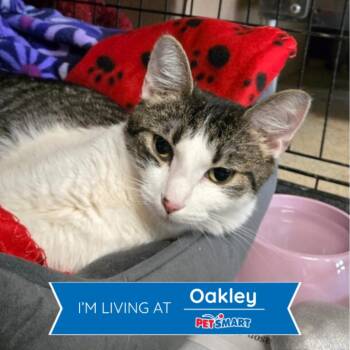Luna -  Domestic Short Hair Cat for Adoption in Cincinnati, Ohio - Luna | PetCurious
