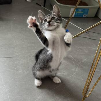 Wren -  Domestic Short Hair Cat for Adoption in San Diego, California - Wren | PetCurious