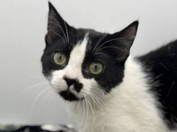 Rescue Domestic Short Hair Cats for Adoption in Portland, Oregon - Venice | PetCurious