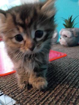 PERCY  (Charlie) -  Domestic Medium Hair Cat for Adoption in Crocker, Missouri - PERCY  (Charlie) | PetCurious