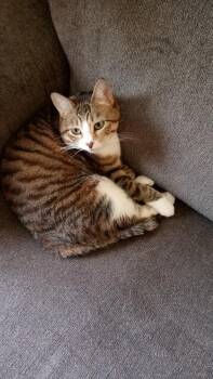 Domestic Short Hair Cats Available for Adoption in Dayton, Minnesota - Rose | PetCurious