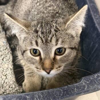 Riley (26-3C-1) -  Domestic Short Hair Cat for Adoption in Rifle, Colorado - Riley (26-3C-1) | PetCurious