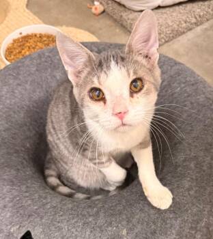 Domestic Short Hair Cats Available for Adoption - Bugsey | PetCurious