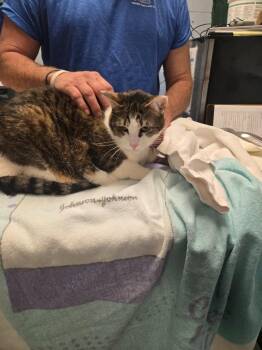 Domestic Medium Hair Cats Available for Adoption in Detroit, Michigan - Sevyn | PetCurious