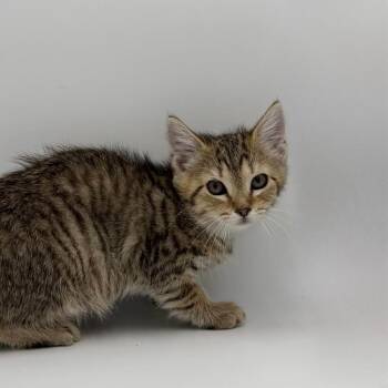 Smarty Pants -  Domestic Short Hair Cat for Adoption in State College, Pennsylvania - Smarty Pants | PetCurious
