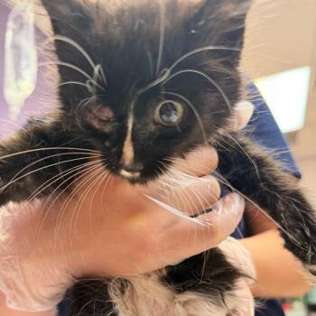 Daniel -  Domestic Short Hair Cat for Adoption in Newark, New Jersey - Daniel | PetCurious