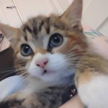 Rescue Domestic Short Hair Cats for Adoption in Buffalo, New York - Ellie | PetCurious