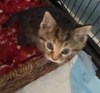 Rescue Maine Coon and Domestic Short Hair Cats for Adoption in Franklin, West Virginia - Calix | PetCurious