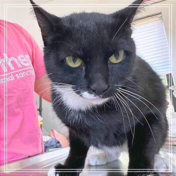 Domestic Short Hair Cats Available for Adoption in Chapel Hill, North Carolina - Benita | PetCurious