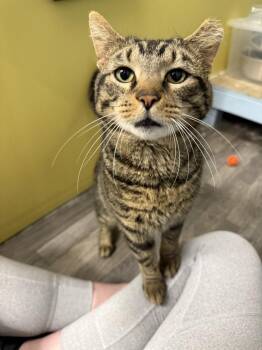 Domestic Short Hair Cats Available for Adoption - Thomas "The Tank" | PetCurious