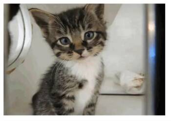 Domestic Short Hair Cats Available for Adoption - Lettuce | PetCurious