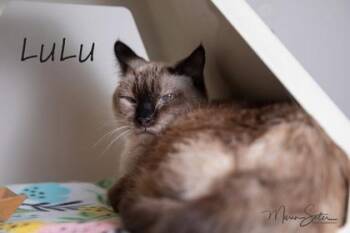 Siamese and Domestic Short Hair Cats Available for Adoption - Lulu | PetCurious