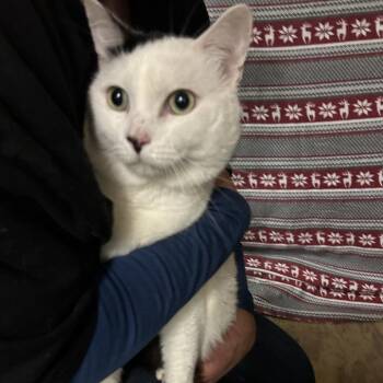 Nebraska -  Domestic Short Hair Cat for Adoption in Hemet, California - Nebraska | PetCurious