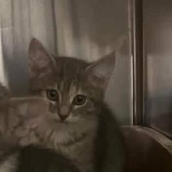Salad Sisters - Bacon Bits -  Domestic Short Hair Cat for Adoption in Washington, District Of Columbia - Salad Sisters - Bacon Bits | PetCurious