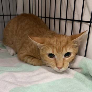 Juniper -  Domestic Short Hair Cat for Adoption in Normal, Illinois - Juniper | PetCurious
