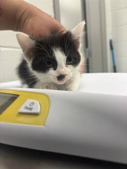 Domestic Short Hair Cats Available for Adoption in Indianapolis, Indiana - NAPOLEON | PetCurious