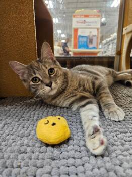 Nike -  Domestic Short Hair Cat for Adoption in Port Barrington, Illinois - Nike | PetCurious
