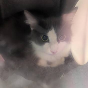 Hey Lady -  Domestic Long Hair Cat for Adoption in Charlottesville, Virginia - Hey Lady | PetCurious