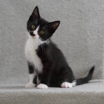 Oreo -  Domestic Short Hair Cat for Adoption in Sunnyvale, California - Oreo | PetCurious