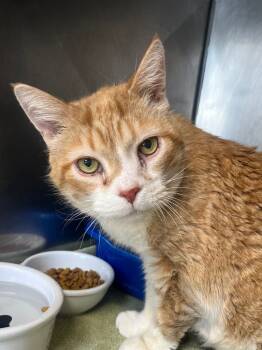 Rescue Domestic Short Hair Cats for Adoption in Fall River, Massachusetts - Igor | PetCurious