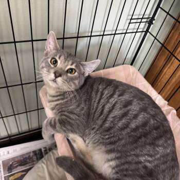 Rescue Domestic Short Hair Cats for Adoption in Valley Center, Kansas - Silver | PetCurious