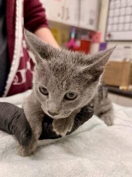 Russian Blue Cats Available for Adoption - Pewter | PetCurious