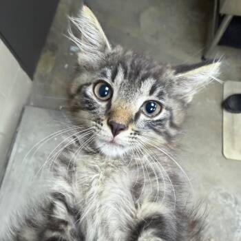 Manny -  Domestic Medium Hair and Domestic Long Hair Cat for Adoption in Madisonville, Kentucky - Manny | PetCurious
