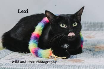 Lexi -  Domestic Short Hair Cat for Adoption in Morehead, Kentucky - Lexi | PetCurious