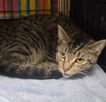 Goldie -  Domestic Short Hair Cat for Adoption in Salisbury, Maryland - Goldie | PetCurious
