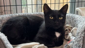 Rescue Domestic Short Hair Cats for Adoption in Broomall, Pennsylvania - Mellow Cup | PetCurious