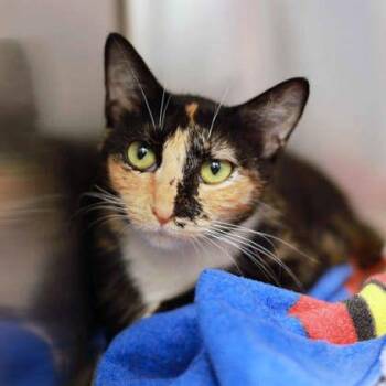 Chex Mix -  Domestic Short Hair Cat for Adoption in Atlanta, Georgia - Chex Mix | PetCurious