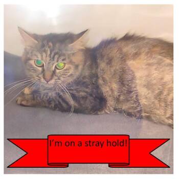 Domestic Short Hair Cats Available for Adoption in Tulsa, Oklahoma - Ms. Pompous The Third | PetCurious