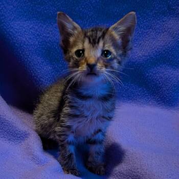 Palmer -  Domestic Short Hair Cat for Adoption in Jefferson City, Tennessee - Palmer | PetCurious