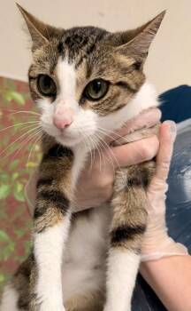 Monkey -  Domestic Short Hair Cat for Adoption in San Antonio, Texas - Monkey | PetCurious